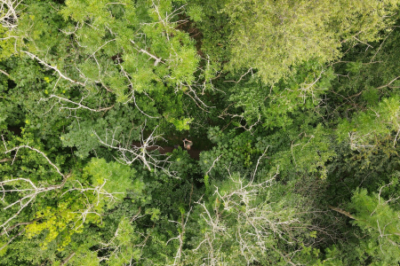 Ollie-drone-scaled_450x300_acf_cropped